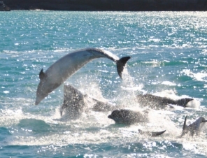 Hectors Dolphins